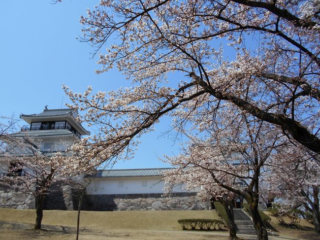 上越の高田の桜は満開を迎えたので、果たして中越の桜は？<br />と、言う事で上越長岡の悠久山公園と！<br />通り道の、長岡ニュータウン公園と！<br />柏崎の赤坂山公園を、長閑な昼下がりにドライブと洒落込みました。<br />残念ながら、長岡悠久山公園の桜は７〜８分咲きと言う所です。<br />夜は寒いとの事ですので、、今週末が満開と言う事でしょうかね？