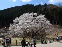 樹齢1500年、エドヒガンの古木・薄墨桜と初逢瀬