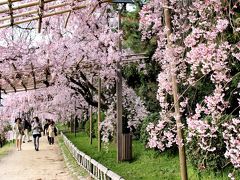2014年京都のんびり～桜三昧の旅（龍安寺、京都植物園、半木の道）
