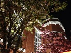 お花見＜夜桜編＞ 2014年 4月 