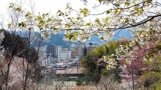 　そろそろ桜も終わりと思われる、4月12日土曜日。まだ山のほうなら桜が楽しめるのではという、一縷の望みをもって、奥多摩の入り口、青梅まで行ってきた。<br />　中央線で東京から1時間あまり、青梅線は東青梅で複線が終わると、それまでの台地を直線で来たのから変わり、山すそを曲線で縫いながら、終点の青梅につく。周囲は立川や拝島、手前の河辺とは違い、後ろは山、前は多摩川に向かった段丘斜面、そして奥多摩方面は幾重にも山が連なるといった別世界のような景色になる。<br />　それまで私は青梅はこんなに山が近いとは思っておらず、駅のすぐ北に、標高もそれなりにある裏山がそびえてたのに圧倒された。<br />　今回は、山間に昭和レトロな街並みが売りの青梅街歩き、著名な記念館３館（その主役は赤塚不二夫記念館）、青梅鉄道公園、そして、北にそびえる永山の稜線ハイキングに挑んだ。<br />　平地は終わっていた桜の花も、まだ青梅の山中は満開、峰や斜面の至る所に桜が並び、新緑と桜が美しい。山は黄緑とピンクに染まる。そんな中を歩いてきた。<br />　帰りは、今も上水道として活きている玉川上水の源、羽村にも寄ってきた。ここも、まだ桜はさき、羽村の著名な堰の周囲に桜の花が並んでいた。