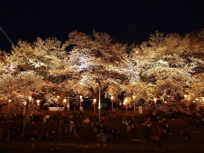 １６時過ぎ、船岡から大河原まで、一目千本桜を愛でながらの３.５ｋｍを歩き始めた。<br /><br />船岡⇔大河原の土手には、船岡から大河原方面へ向かう人、大河原から船岡方面に向かう人で賑わい、柴田町のさくら回廊より人が多い。<br /><br />前編の右岸側と同様に巨大な古木が続くが、周りの風景や、土手や河川敷の様相がその場所によって変わっていくので、どこまでも歩きたくなるのである。<br /><br />終点の大河原駅のあたり（一目千本桜はさらにずっと上流まで続くが・・）の広い河川敷では、おおがわら桜まつりが開催され、たくさんの露店が出て、また桜のライトアップも行っている。<br /><br />巨大でボリュームある木々なので、ライトアップが実に見事に映え、ほんとうに美しかった。<br /><br />しばた桜まつり、おおがわら桜まつりともに２５日まで。