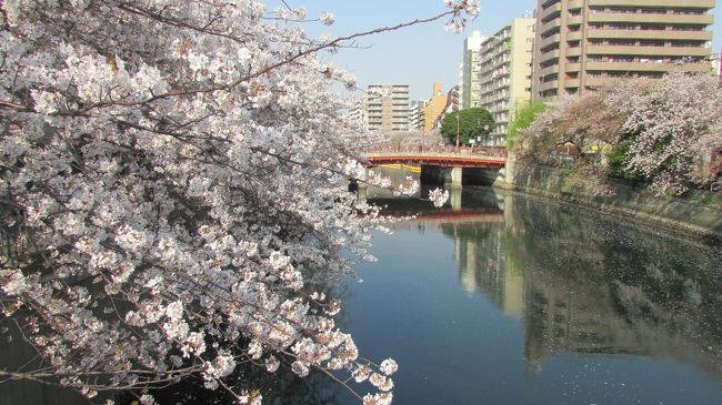 仕事忙しく休みは身体のメンテナンスで終わってしまう日々<br />ラスト桜間にあったぁ！<br />疲れてるので近場で・・<br />黄金町〜日の出町まで歩く予定が桜木町へ到着<br /><br />翌日も友人とみなとみらいの桜堪能<br />今年も桜　花見出来てよかった