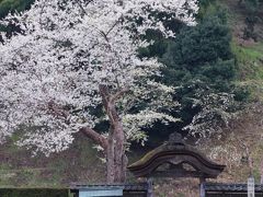 福井　桜めぐり～丸岡城、一乗谷城跡