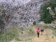 桜満開の裏高尾縦走コース