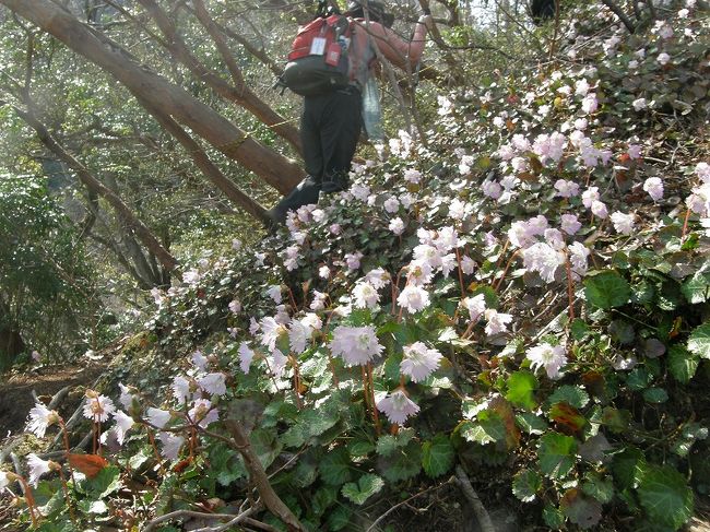 ある事情で忙しく滅入っていた時に友人夫婦からイワウチワの群落がある山が北茨木高萩にあると誘われ飛び付いた。<br />イワウチワは聞いて想像したより規模が大きく花は少し小ぶりだが素晴らしい群落を形成していた。