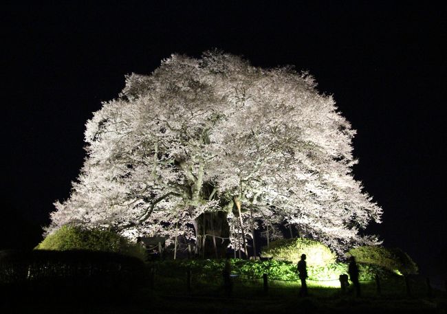 ５度目の逢瀬は漆黒に浮かぶ醍醐桜、今年は２夜連続で通いました。