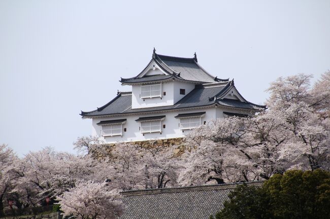 時間の都合で津山城登城は割愛して花雲に浮かぶ備中櫓を楽しみました。