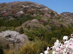 西の吉野、東の桜川と言われる 春錦 桜川市の山桜景色