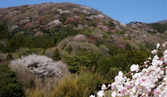 ソメイヨシノが散り始める頃、あちこちで山桜が咲き始め山にピンクのグラデーションが見えてきます。<br />若芽の黄緑、常緑樹の濃い緑と混ざって、山肌が色とりどりの錦のような鮮やかな色に染まります。<br />私は、勝手にこの景色を「春錦」と呼びます。<br /><br />山桜の咲く春の景色は京都の吉野が有名ですが、古来より「西の吉野 東の桜川」と呼ばれるもうひとつの景勝地が、茨城県桜川市の岩瀬地区なのです。<br /><br />植えられた園芸種ではなく、自生の山桜。<br />種類も色々で、咲く時期や花色、葉っぱの出方、様々な山桜が沢山見られます。<br /><br />毎年、ソメイヨシノが散り始めると、見たくなる景色です。<br />その美しさは、豪華なソメイヨシノのお花見とは全く異なる景色です。<br /><br />茨城県民にもまだまだ知られていない「桜川の山桜」<br />皆にももっと見て欲しいなぁ。<br />