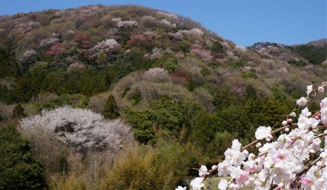 ソメイヨシノが散り始める頃、あちこちで山桜が咲き始め山にピンクのグラデーションが見えてきます。<br />若芽の黄緑、常緑樹の濃い緑と混ざって、山肌が色とりどりの錦のような鮮やかな色に染まります。<br />私は、勝手にこの景色を｢春錦｣と呼びます。<br /><br />山桜の咲く春の景色は京都の吉野が有名ですが、古来より「西の吉野 東の桜川」と呼ばれるもうひとつの景勝地が、茨城県桜川市の岩瀬地区なのです。<br /><br />植えられた園芸種ではなく、自生の山桜。<br />種類も色々で、咲く時期や花色、葉っぱの出方、様々な山桜が沢山見られます。<br /><br />毎年、ソメイヨシノが散り始めると、見たくなる景色です。<br />その美しさは、豪華なソメイヨシノのお花見とは全く異なる景色です。<br /><br />茨城県民にもまだまだ知られていない「桜川の山桜」<br />皆にももっと見て欲しいなぁ。<br />