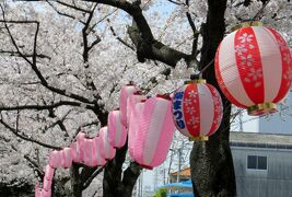 2014春、春爛漫の天白川(3/4)：満開のソメイヨシノ、ボンボリ、コサギ、スズメ、菜の花