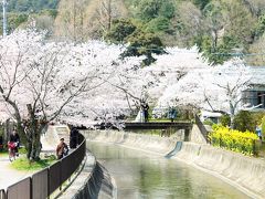 青春18切符で大津へ　　桜の琵琶湖疏水をウオーキング
