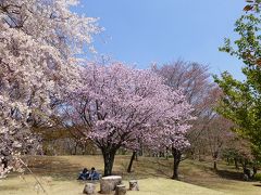 ほとんど終わりに近い状態だった磯部桜川公園の桜