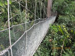 ボルネオ島・キナバル公園（２：ジャングルウォークとポーリン温泉）