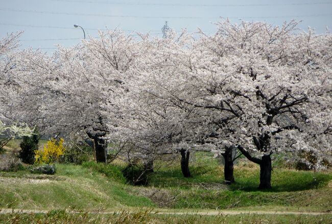 　韓国南部の花見旅行の直前に撮影しておいた、天白川の満開の桜等の紹介です。ソメイヨシノは、例年より綺麗に咲いたような印象でした。