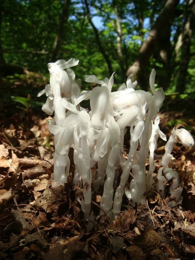 岡山県立森林公園は県境の人形峠に連なる山々に開かれており、標高の高いところはブナ、低い所はミズナラなどの自然林となっています。<br />冬期は深い雪に覆われており、2014年は残雪が多く、4月24日（木）にやっと開園されるそうです。<br />当然、ブナの新緑の季節も5月ではなく6月となります。<br />このアルバムは少し古いですが、2010年6月に訪れた時のものです。すでに、ミズバショウやザゼンソウの花は終わっていますが、替わって、各所でギンリョウソウが見頃となっていました。<br />このほか帰りがけに寄った、七色樫と、奥津温泉・花美人の里（2014年5月上旬まで改修工事中）で栽培されていたブルーポピーの写真も掲載してあります。