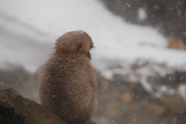 ★SNOW MONKEY BEER LIVE 2014③　ー初日は吹雪の地獄谷野猿公苑編★