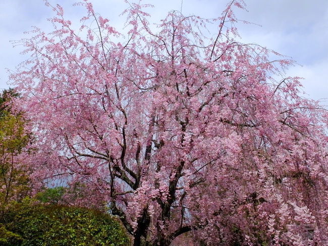 妙心寺退蔵院の桜です　4月5日の撮影<br />数年前にJR東海の「そうだ　京都行こう！」で<br />退蔵院のこの桜が出ました。<br />今までにも何度か桜を眺めに訪問したのですが<br />毎回肩透かしで今年やっと愛しい桜に出会えました。