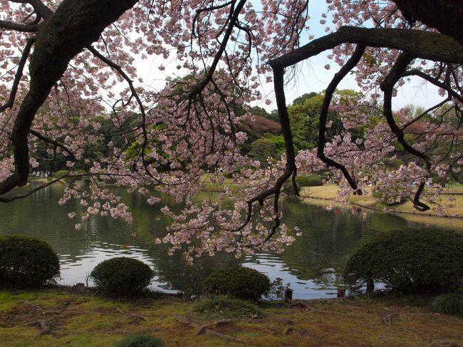 桜新町を満喫したあとは、目的地の新宿へ<br />前日記<br />「桜の名前が付く町、サザエさんが迎えてくれた桜新町」<br />http://4travel.jp/travelogue/10876644<br /><br />キックオフまで少し余裕があったので、新宿御苑に寄りました<br /><br />桜の名所と言われるこの場所は、葉桜でも花見を楽しむ人が印象的でした<br /><br />新宿御苑から歩いて国立競技場へ<br />今度来るときは新しい姿になっているこちらでは、サッカー観戦を楽しみました<br /><br /><br />新宿御苑<br />↓<br />旧御涼亭<br />↓<br />旧洋館御休所<br />↓<br />国立競技場