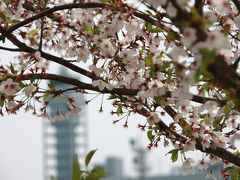 ピーチ仙台便で東北の桜の名所へ（その0、関空第2ターミナルまで歩いてみた）