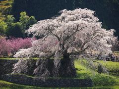 走るソムリエと行く奈良　 長谷寺特別拝観と満開の又兵衛桜・大野寺しだれ桜♪