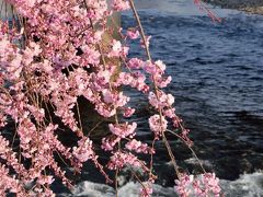 いつものウォーキングがてらの宇都宮市内桜巡り