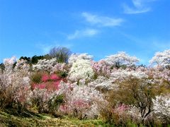 ◆福島の桃源郷・花見山・２０１４・Ｐａｒｔ?