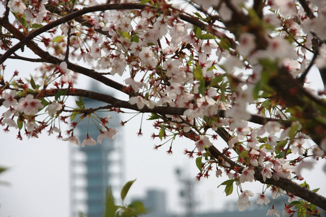 何かと忙しかったここ最近、気が付けば4月になり桜の花が満開になっているのを横目で見つつも結局地元では楽しむ余裕もないままあっという間に散ってしまいました。だからという訳ではありませんが、自身2度目のピーチ仙台便での旅はちょうど東北の桜が満開になる時期に設定。開花状況を見るとちょうどバッチリ満開になる頃に行くことが出来そうです。<br />ところで、ピーチに乗るときといえば関空では第2ターミナルまで通常は駅から無料連絡バスで行きますがなんとバスを使わずに歩いていけるということを最近知ってしまいました。暖かくなってきたしこれは一度試してみたいということで実際に歩いてみた、まずは第2ターミナルへ着くまでの記録です。