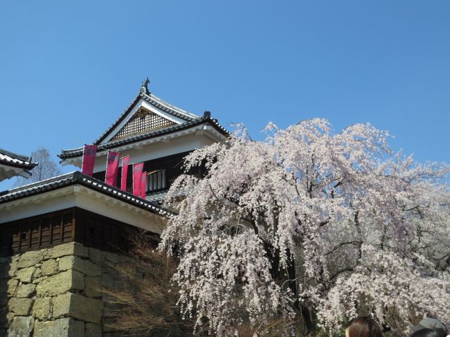 今回は、びゅうの「日帰り桜を見に行こう」というツアーを利用して<br />日帰りで長野の上田まで行ってきました。<br /><br />旅行といえば雨ばかりで、今回も雨女の実力発揮かと思いきや<br />まさかの晴天！！これにはビックリ(ﾟoﾟ;;<br />青空に淡い色のソメイヨシノがとても綺麗に映えていました。<br /><br /><br />お昼はもちろんお蕎麦！<br />ボリューム満点のお蕎麦を堪能しお土産も買って帰ってきました。<br />日帰りの信州でしたが時間にも余裕があり、心も体も満たされた旅でした。