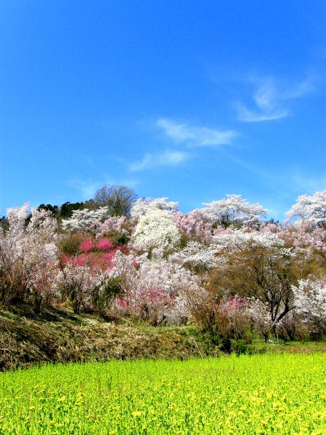 ☆４/１５に2年ぶりに福島の桃源郷こと花見山に行ってきました。<br />花見山は、写真家の秋山庄太郎氏（故人）が「福島に桃源郷あり」と讃え毎年訪れた花の楽園です。<br />サクラ、レンギョウ、ハナモモ、モクレン、ボケ、サンシュ等々、<br />春になると２０種以上の花木が競い合うように咲き、<br />小川のせせらぎや小鳥たちの歌声がこだましまさに桃源郷のような素晴らしい風景が楽しめます。<br />昨日は今年一番の見頃で、あと１週間くらいが最高だと思います。<br /><br />花見山公園園主・阿部一郎さんが昨年９月に９３歳でご逝去をされました。<br />阿部さんは、先代とともに山を開墾して園芸用花木を植え始め、<br />昭和３４年に「花見山公園」と名づけ開園し５０年以上にわたり花木畑を一般の人々に無料で開放してきました。<br />のちに近隣の花木農家も協賛し「福島の桃源郷」として全国に知れ渡るようになり、<br />毎年全国から多くの観光客が押し寄せるようになりました。<br />これもひとえに阿部さんの努力の積み重ねがあってのことだと思います。<br />ここに心より感謝しご冥福をお祈りしたいと思います。<br /><br /><br /><br /><br />