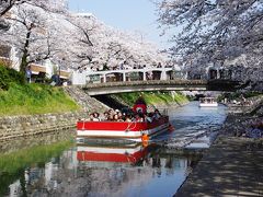 [14]富山市の桜