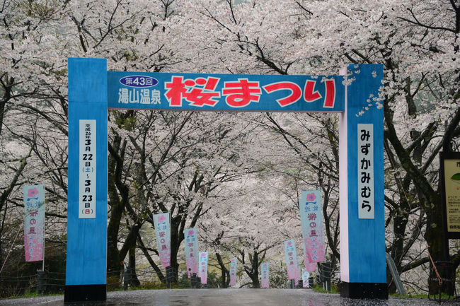 「さくら100選の地」を巡る九州(熊本県・宮崎県・鹿児島県)の3泊の旅。<br />大阪⇔九州は飛行機利用で、現地では、レンタカーを借りてのドライブの旅。<br />この旅行記は市房ダム湖畔の旅行記です。<br /><br />忠元公園のサクラ&曽木の滝を楽しんだ後、水上村・市房ダム湖に向かう。<br />ダム湖畔に沿って、サクラが植えられていて、圧巻でした。 <br /><br />雨模様のあいにくの天気でしたが、多数の満開のサクラが迎えてくれました。 <br />1週間前の催された桜まつりの頃は、花見には、少し早かったのではと感じました。<br />自然相手に、ことを運ぶことの難しさが理解出来ます。<br /><br />そして、2日目のの宿・霧島温泉「霧島国際ホテル」に向かう。