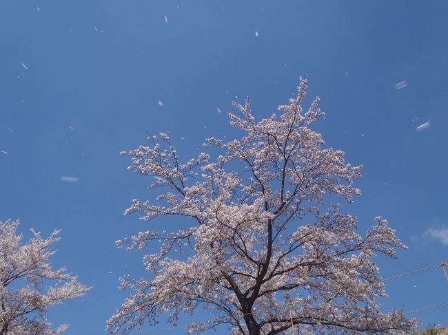 湯巡りをした城崎を出て、竹田城に向かいます。<br />さすがの人の多さにびっくりしますが、桜吹雪に迎えられながら天空の城を見学。<br />駆け足で姫路城もちょこっと見てきました。