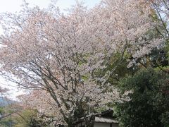 桜見納め吉野山