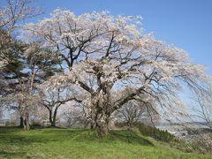 今年の花見は安近短で　その２　～岩切城跡～