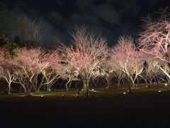 春の京都　美酒美食旅行　二条城のライトアップ　２０１４年３月