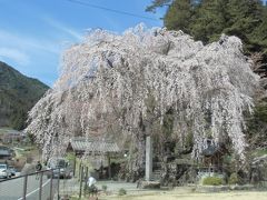 下呂温泉と萩原の桜