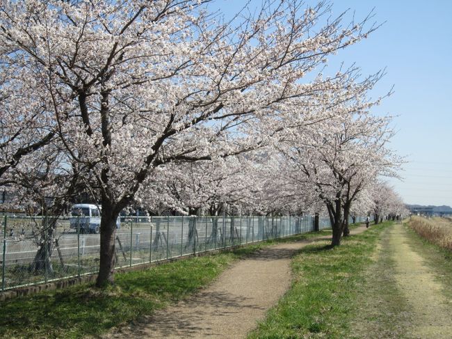 　春の訪れとともに北上してきた桜前線・・・ようやく宮城県内でも桜の見頃となりました。好天が続く中、借りている農園での農作業も本格的に取り組まなければならず、遠出の花見は諦めました。<br />　でも、日本人なら、どこでもいいから、毎年桜は見たいもの。つい先だって桜花賞が行われたくらいですから！そこで、近場の穴場スポットで桜花を愛でることにしました。その第一弾です。<br /><br />　国道４号仙台バイパスを東北道泉ＩＣ方面から南下すると、やがて七北田川に架かる泉大橋に至ります。カニ専門のレストランが左手にあるので、すぐ分かります。<br />　橋の北詰とレストランの間を左に抜けると、（仮称）高倉緑地があります。砂利敷きのスペースがあるので、数台程度は車が駐車できます。あとは七北田川左岸堤防に沿って植樹されている桜並木を、春のそよ風を受けながらゆっくり歩いて見ます。途中２ヶ所に四阿があり、腰かけて休むことができますし、その付近の川側だけは眺望を邪魔しないよう桜が植えられていないので、のんびり周囲の風景を眺めることもできます。<br />　桜並木は、ほぼ宮城県免許センターの敷地沿いに、しかも敷地区間程度続いており、運転免許実地試験の様子を眺めながら花見も楽しめるというわけです。受験者には桜を見る余裕はないでしょうが・・・。<br /><br />　ここでの花見は、まったく懐を痛めずにできました。<br />