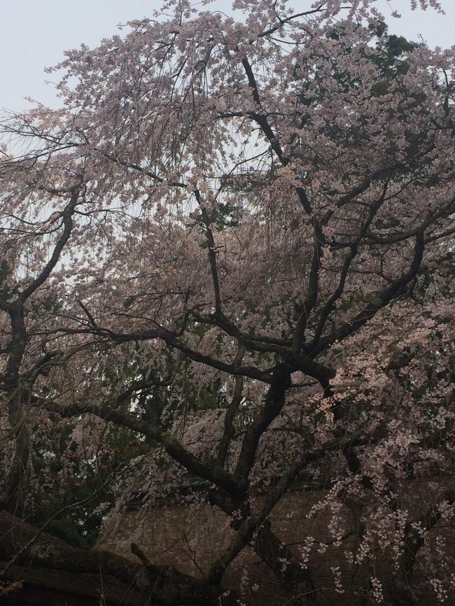 関西の桜見物に１泊2日の航空機+バスツアーで参加した。<br />念願の吉野桜と造幣局内の見事な花見を堪能できた。<br />ツアーの途中、京都では嵐山で昼食休憩が有り、予定外で10数年ぶりに天龍寺の見事な庭園も見学できた。<br /><br />吉野山の花見では、これほどまでに人が押し寄せて来るのかと驚きだった。下千本から中千本と進むに連れて人ごみも和らぎ、上千本から少し進んだ吉野分水神社は箱庭内の桜が見ごろを迎え茅葺き屋根の建物と調和し風情を感じさせるひと時を味わうことができた。必見！<br /><br />翌日、大阪造幣局は、これまた人ひと人！大変な込みようではあったが記念硬貨セットを購入し数々の桜の木々が楽しめた。記念硬貨が購入できる脇で、すべての木々の解説が書かれたリーフレットが無料配布されていた。<br /><br />京都御所は開門すぐに入場したので、展示物をゆっくりと見ることができた。<br />