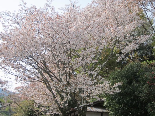 自分の旅行記を書いてから何気なく奈良コミュのメンバーさんのお花見の旅行記を見てました。<br /><br />皆さん素敵なお花見をされてるんですがシッポさんの吉野山の旅行記を見て「まだ間に合うかも」…って思いました。<br /><br />奈良県民でいわば地元なんですが子供の頃の遠足以外では行った事がありません、時刻表を見ても１時間ちょっとで行けることが分かり思い立ったが吉日とばかり出かけて見ることにしました。