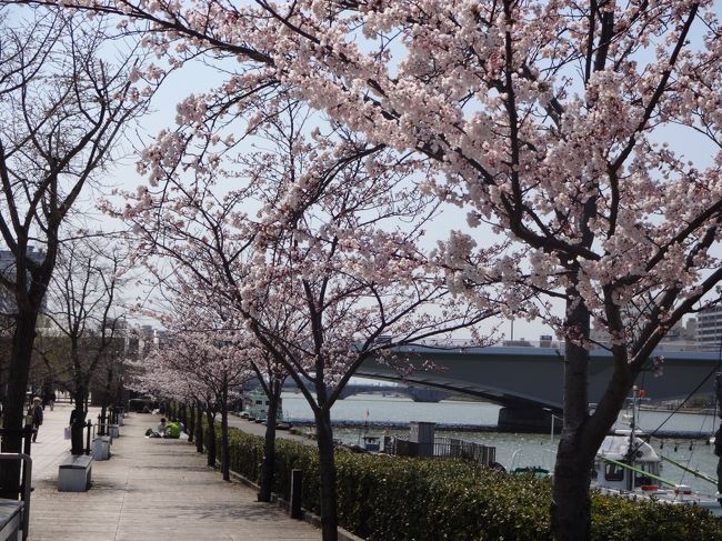 まだまだ風がつめたい新潟市内♪<br /><br />去年は平日晴れて、土日は荒れて・・・のお天気に桜をゆっくり楽しむ間もなかったような記憶があります。<br />今年はいつまでも寒いのにお天気には恵まれたおかげで例年より長く桜を楽しめました。<br /><br />先週の土日、まだ8分咲きの桜を信濃川のほとりや街中で愛でて来ました。週半ばが満開のようでしたが、場所によっては今週が満開のところもありますよ。<br />毎朝の通勤時間が楽しい4月でした♪