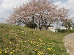 歩こう会で宮代総合運動公園へウォーク・・・②宮代総合運動公園・天満宮・吉羽公園の桜