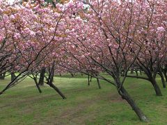 浜寺公園の八重桜