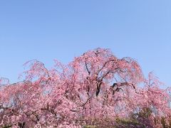 京都を歩く(192)　さくらいろ　桜セレクション2014 Part1