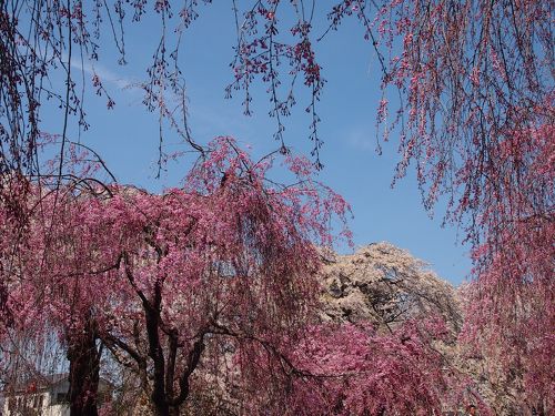 ゴージャスなピンク色の競演・・・しだれ桜の園 ＊＊榴岡（つつじが