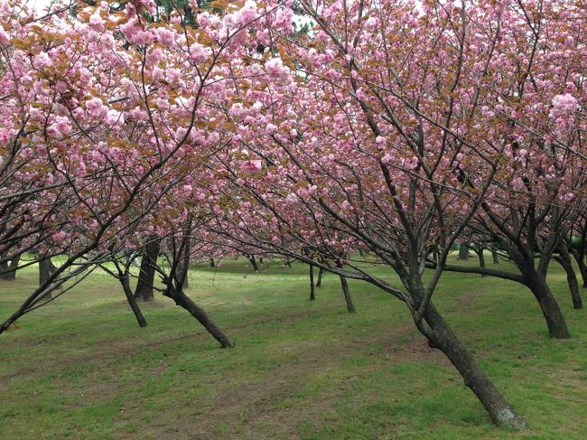 八重桜はとても愛らしい。<br />満開の八重桜に癒されました。