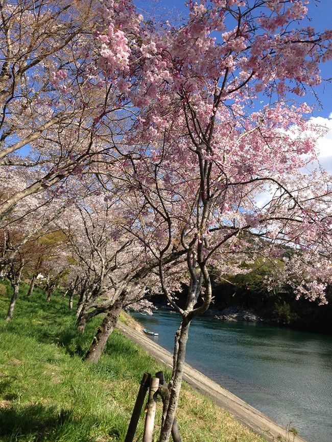 桜淵公園お花見のつづきです。<br />公園へ行く前に、豊川でランチをしたのですが、通りすがりのお店、<br />かわいいカフェだと思って入ったら、フレンチビストロでした！<br />予定外でしたが、お値段もお手ごろで、<br />久しぶりに夫とゆったりランチを楽しみました。＾＾