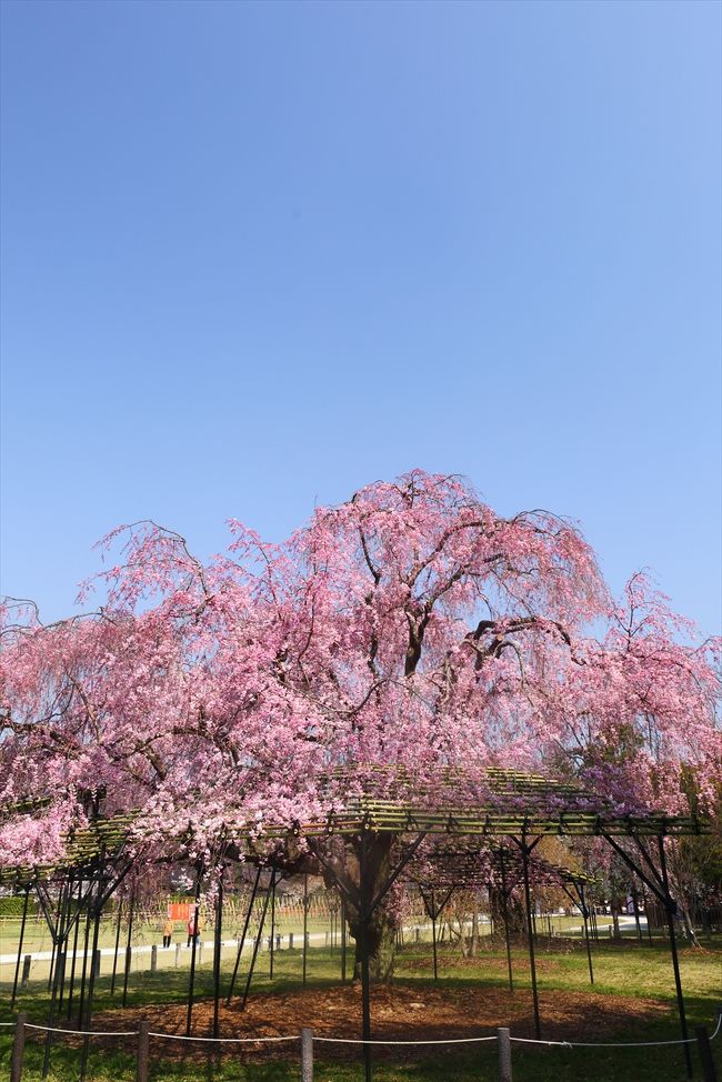 2014年の京都市内の桜はほぼ終了。<br />今年は暖かい日が続いたために，あっという間に見頃が過ぎ去ってしまいましたね。<br />旅行記を作るタイミングも逃してしまい，いっぱい写真が残ってしまいました。<br />そんなわけで，今年もやります「桜セレクション」。<br /><br /><br />※コメント作成中です<br />ちょっと画質を落としすぎたかな…