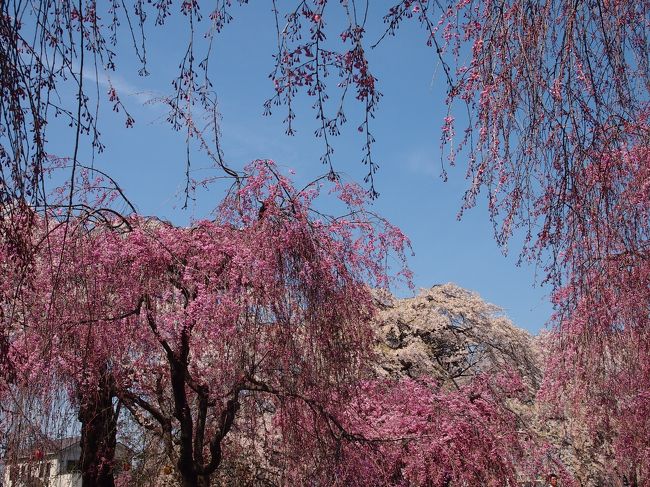 仙台市民に、桜の名所は？と尋ねると、西公園や榴岡公園という答えが返ってくることが多い。<br /><br />榴岡公園は枝垂れ桜・・・という情報を耳にして、ソメイヨシノばかりとなりがちなお花見の中、枝垂れ桜メインって新鮮！と思い、今年は、榴岡公園の桜がどんなものか見に行こうと決めていた。<br /><br />１３日に、一目千本桜で７ｋｍも歩いてしまい、クタクタで翌日はさすがに一歩も外出する気分になれず・・・今日１５日になってもまだグッタリ気味であるが、仙台エリアでは、もう満開終盤に入ってしまっているので、お天気が崩れないうちに行かないと・・・。<br /><br />ということで、本日１５日、榴岡公園に出かけてみた。<br /><br />想像以上に枝垂れ桜がたくさん咲き誇り、かなり華やかな桜の園！！なるほど〜〜・・・仙台市民が名所と言う理由がよくわかった。<br /><br />また、旧陸軍歩兵第四連隊兵舎の跡地が公園の一部となっており（昭和５２年に公園拡張・整備の際に、公園の一部として組み入れられた）、現在は、兵舎１棟だけが残されている。当時の現存する宮城県内最古の洋風木造建築ということなので、こちらも併せて見学してきた。